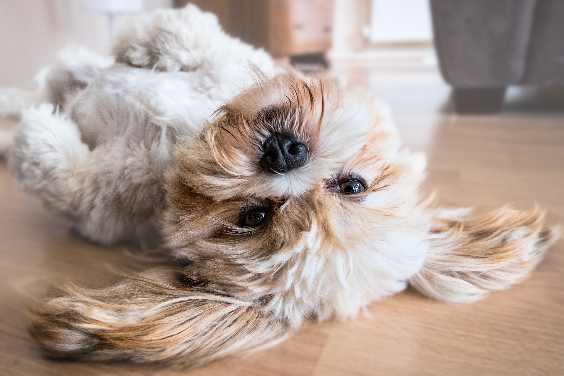 chien1