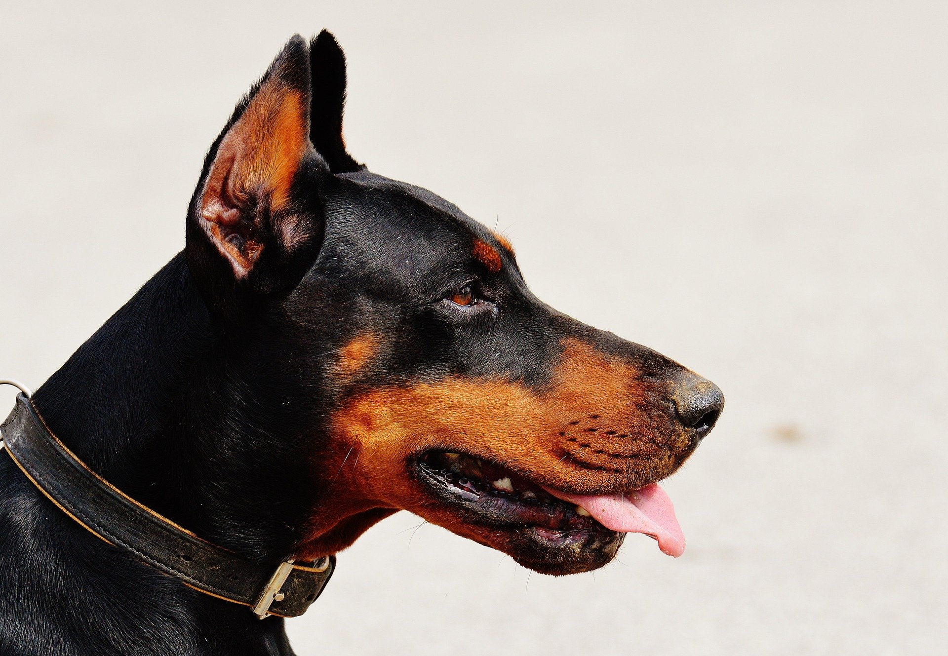 chien2