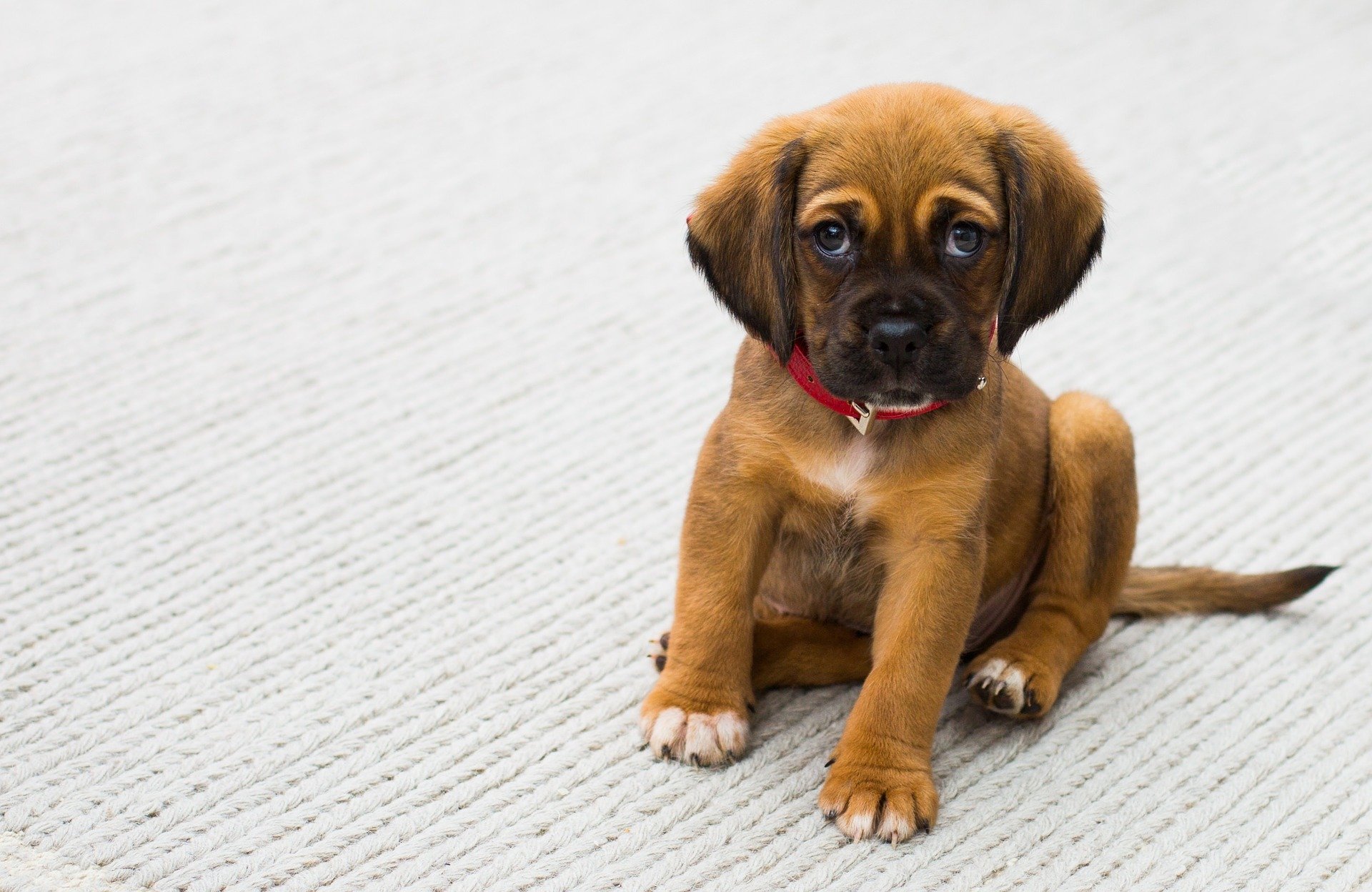 chien3