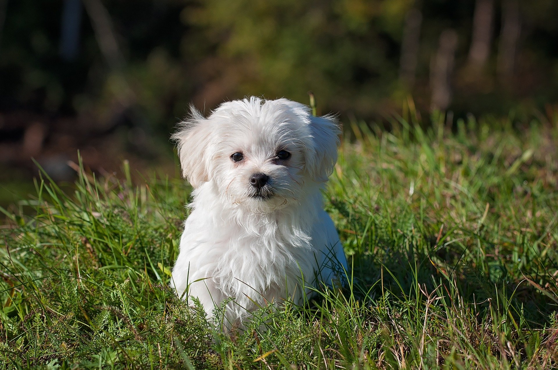 chien4