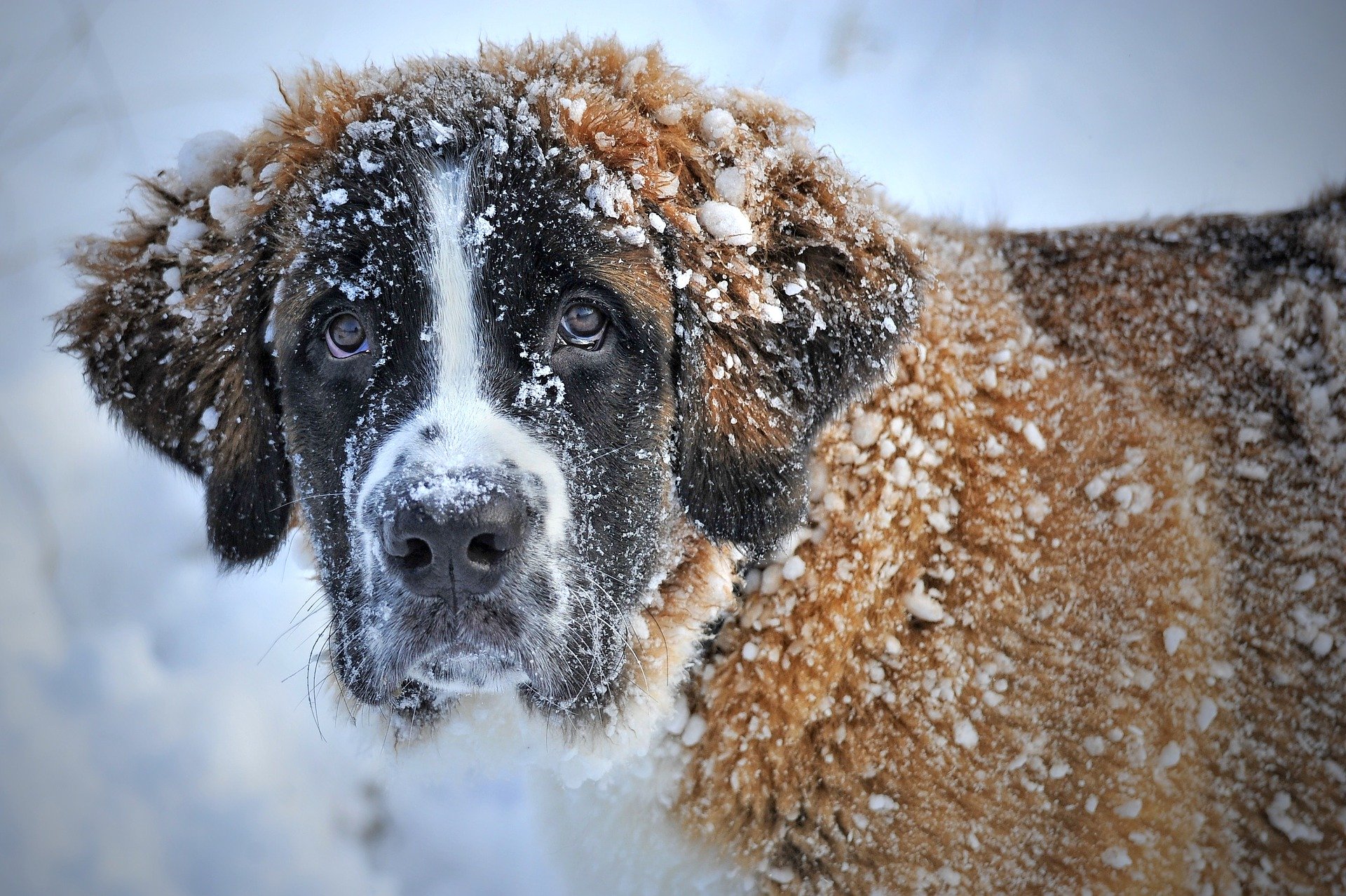 chien6