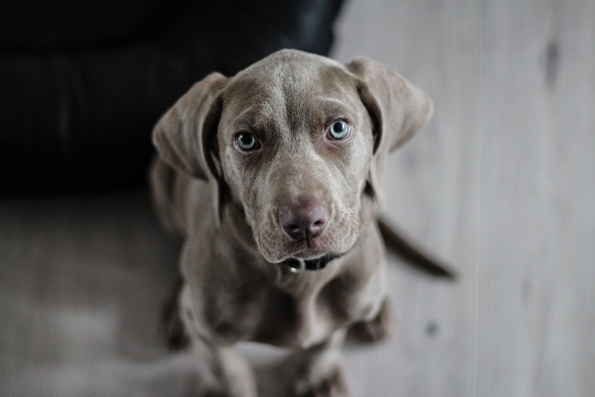 chien7