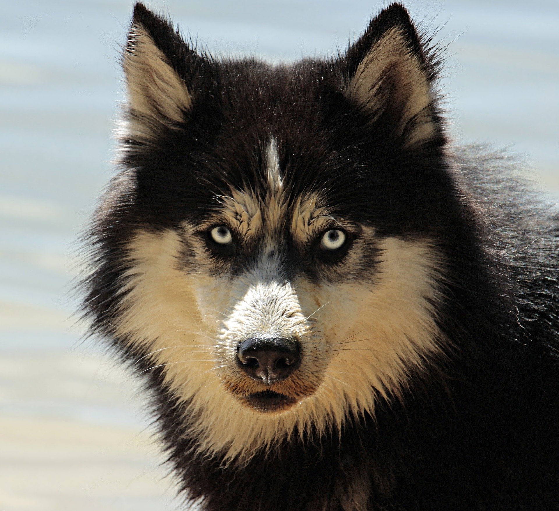 chien8
